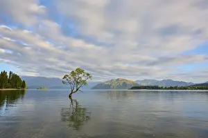 A tree stands in a calm lake with mountains in the background and cloud patterns in the sky