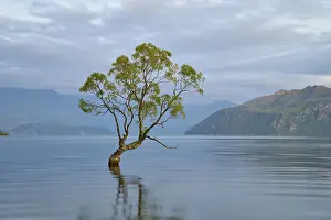 A tree stands calmly in the blue water of a lake