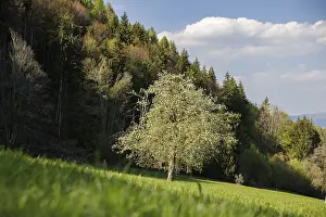 A tree stands in a green meadow
