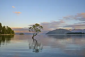 A tree stands in the lake, surrounded by clear mountains and calm morning air