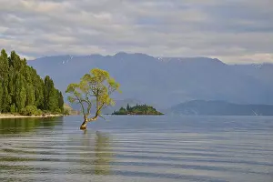A tree stands in a lake in a tranquil setting with mountains