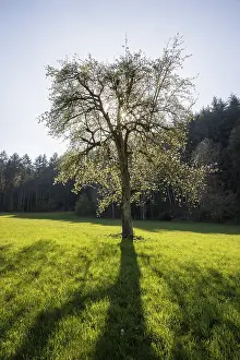 A tree stands in the middle of a green meadow