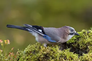 Something in the tree stump arouses the curiosity of the jay (Garrulus glandarius)