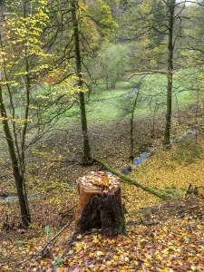 Tree stump in autumn forest, Vessertal near Breitenbach