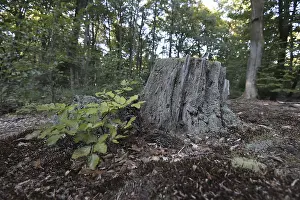 Tree stump in the DarB primeval forest