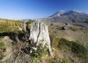 Category Mountain Landscapes Prints: Tree stump dismantled by a volcanic eruption induced pressure wave