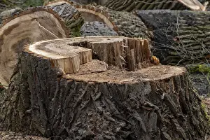 Tree stump in the forest with clearly visible annual rings and structured bark