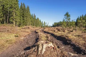 Tree stump on a logging road with deep tire tracks on a clearcutting in a spruce woodland