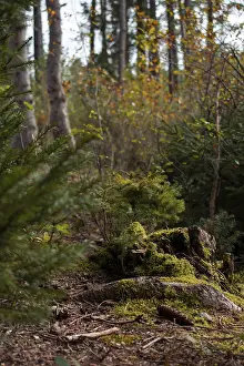 A tree stump with moss in the forest