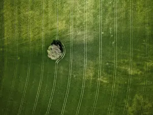 Tree surrounded by green fields with aerial line patterns