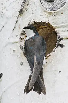 Tree Swallow (Tachycineta bicolor)