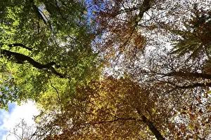 Tree tops in a mixed beech forest with autumn leaves against the sky