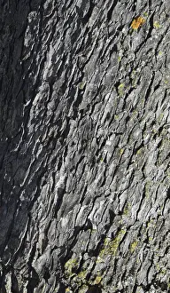 Tree trunk, Close-up of a textured grey tree bark with rustic natural patterns and slight moss growth in France