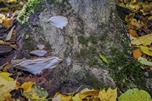 A tree trunk in the forest shows mushrooms and moss