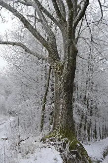Tree trunk with hoarfrost