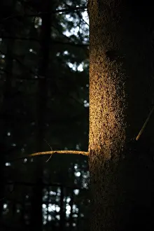 A tree trunk is illuminated by a warm ray of light in a dark forest that highlights the texture of the wood