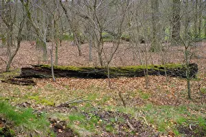 Tree trunk with moss (Bryophyta) in the forest