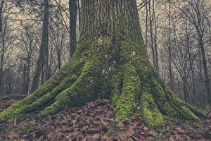 Tree trunk with moss in the forest at autumn