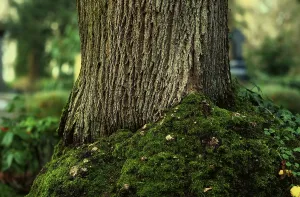 Framed Print : Tree trunk with mossy roots in front of a blurred background in a forest