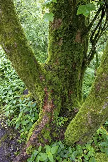 Tree trunk overgrown with moss in the forest at Schaumberg