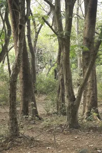 Tree trunk in Sanjay Gandhi National Park