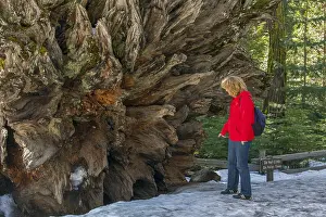 Tree trunk of a sequoia tree in Yosemeti National Park