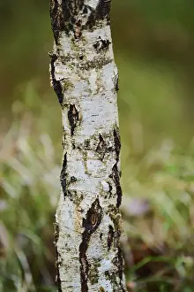 Tree trunk of the silver birch (Betula pendula) in the forest