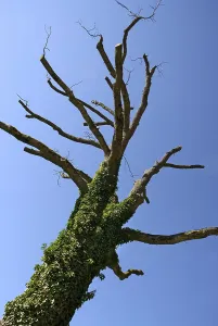 Tree trunk stump Starnberg Lake Bavaria Germany