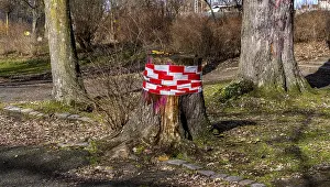 Category Forests Prints: Tree trunk wrapped with safety tape