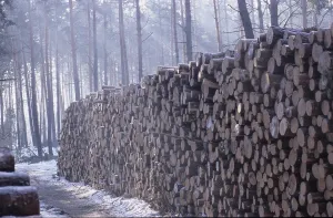 Tree trunks