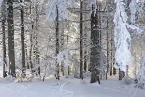 Category Forests Prints: Even the tree trunks are all decorated with hoarfrost