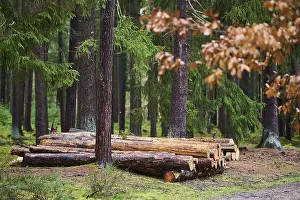 Tree trunks of cut down timber in the forest