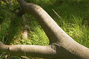 Tree trunks, Darss primeval forest