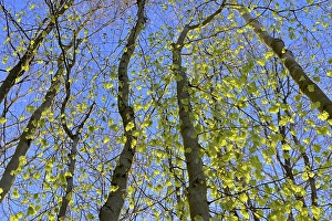Tree trunks, deciduous forest in spring