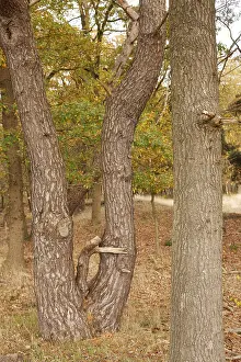Tree trunks, edge of forest, TER BORG