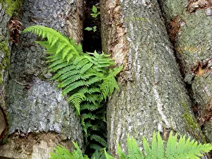 Tree trunks with fern in the forest