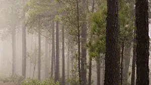 Category Forests Prints: Tree trunks, fog, tamadaba, woodland