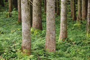 Tree trunks in a forest with green vegetation on the ground