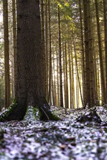 Tree trunks in a forest with light effects and patches of snow on the ground