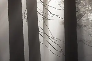 Tree trunks in morning fog with sunbeams