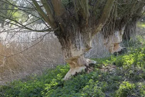 Category Wildlife DE Prints: Two tree trunks of pollard willows showing teeth marks and wood chips from gnawing by Eurasian beaver (Castor fiber)