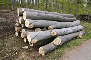 Tree trunks, red beech (Fagus sylvatica)