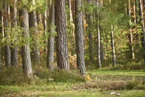 Tree trunks of the Scots pine (Pinus sylvestris) in the forest