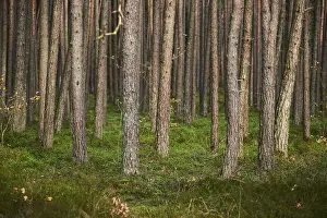 Tree trunks of the Scots pine (Pinus sylvestris) in the forest