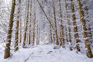 Tree trunks in snow, winter forest