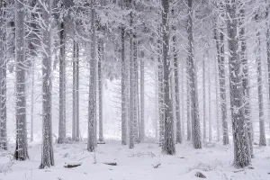 Tree trunks in snow, winter forest