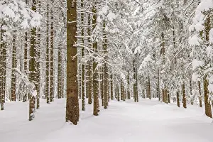 Tree trunks in a spruce forest with snow and frost on a cold winter day