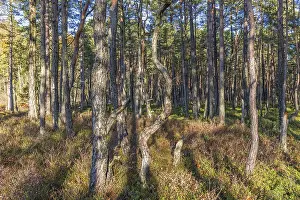 Tree trunks in a sunny pine forest in the nordic wilderness