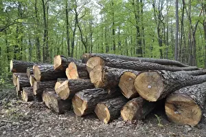Tree trunks, tree trunk, logs, forest