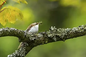 Treecreeper (Certhia familiaris) perched on a tree